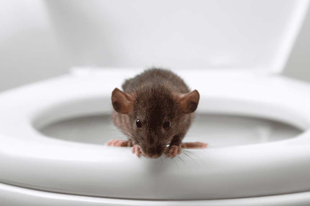 Image Credit Liudmila Chernetska Getty Images