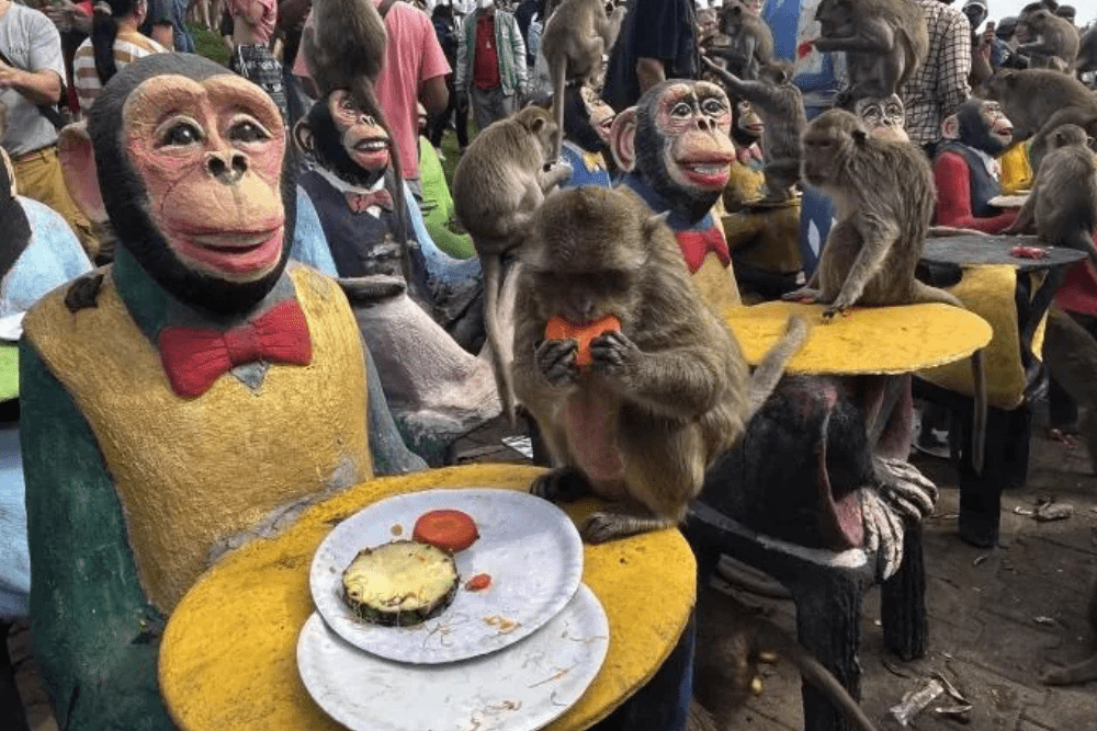 Monkey Buffet Festival (Thailand)