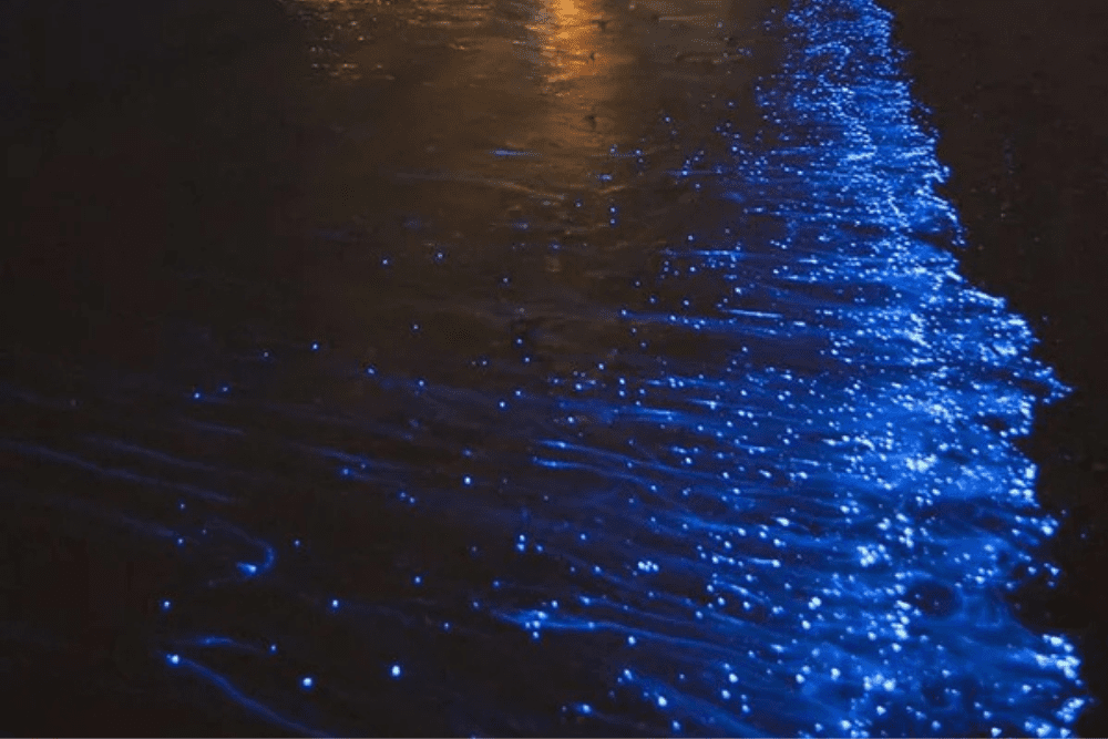 The Puerto Rican Bays That Glow in the Dark