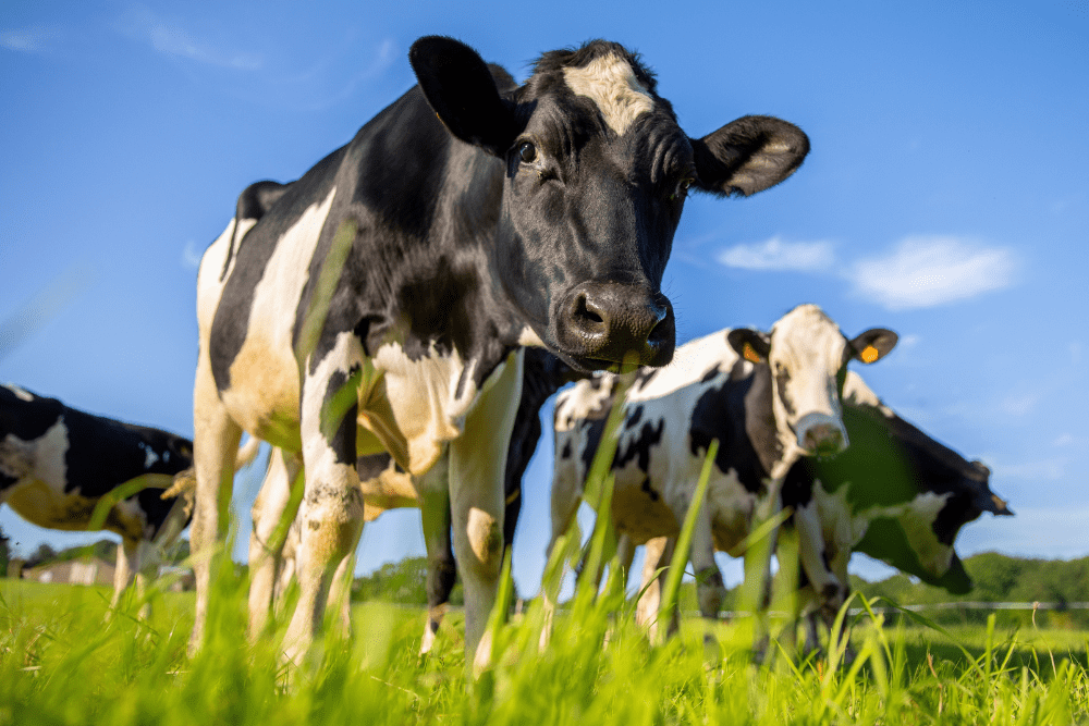 Cow Milked While Flying in an Airplane Day (February 18)