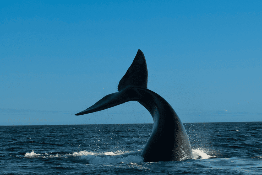 Festival for the Souls of Dead Whales December 10