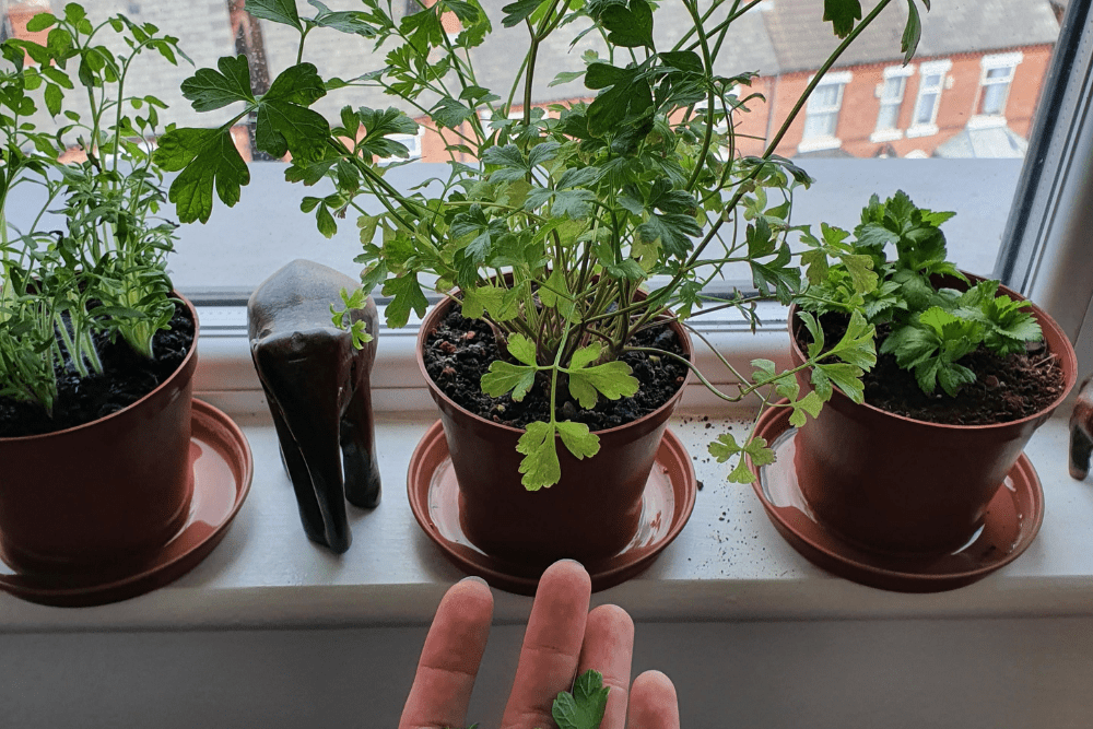 Grow Herbs on Your Windowsill