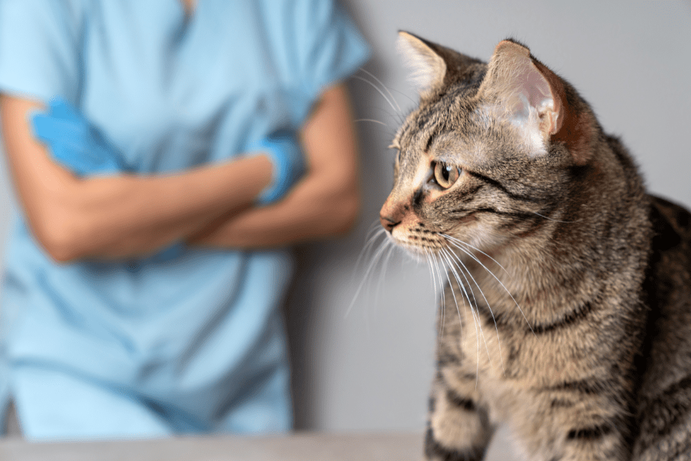 Image Credit Shutterstock 2025 11 22T082626.971