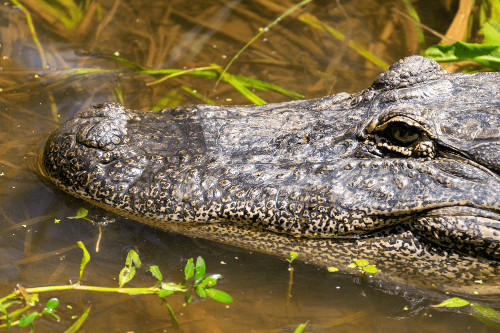 Image Credit Shutterstock 80 1