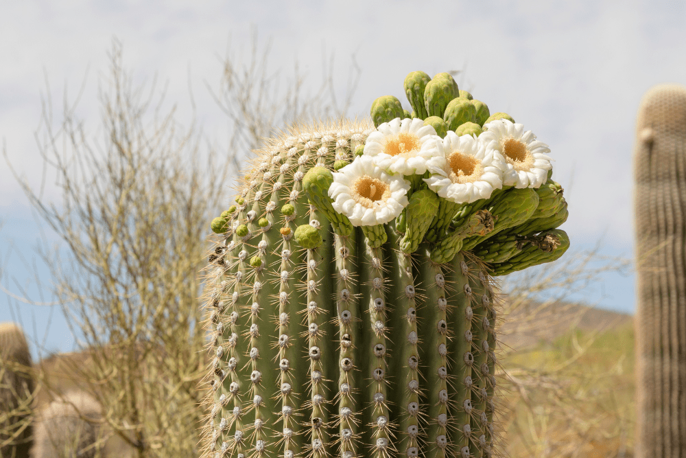 It's Illegal to Cut Down a Cactus in Arizona