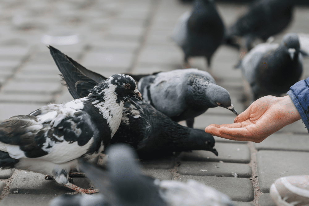 Its Illegal to Feed Pigeons in Venice