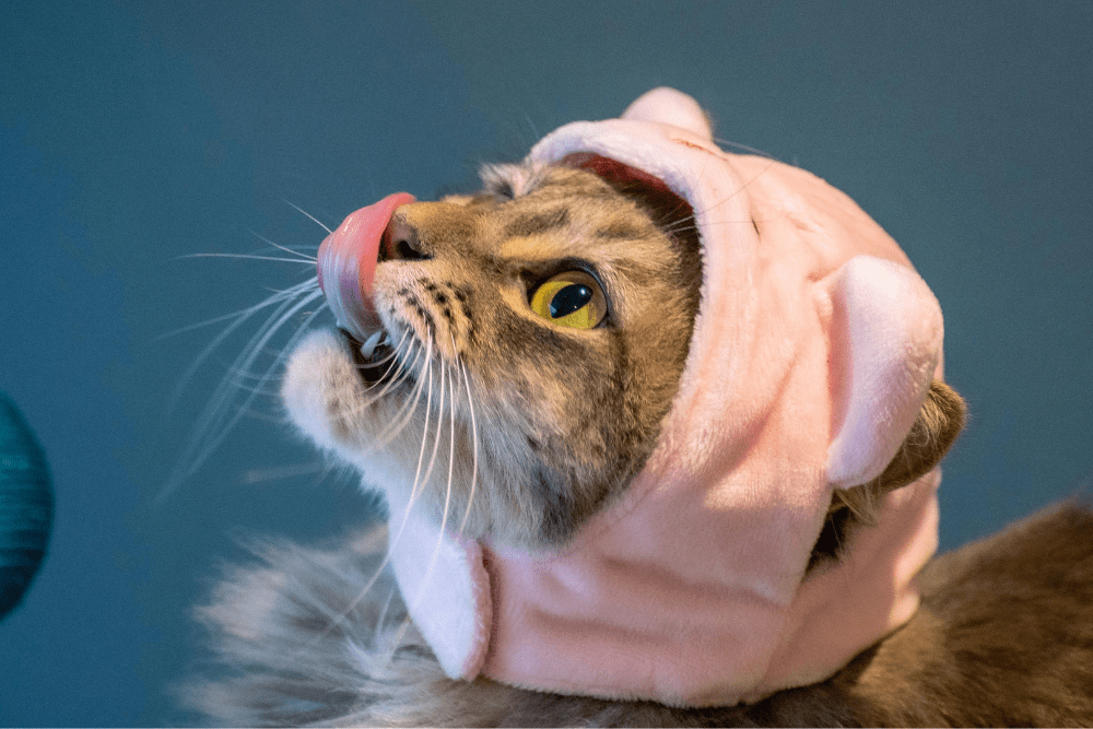 Luxury Pet Accessories