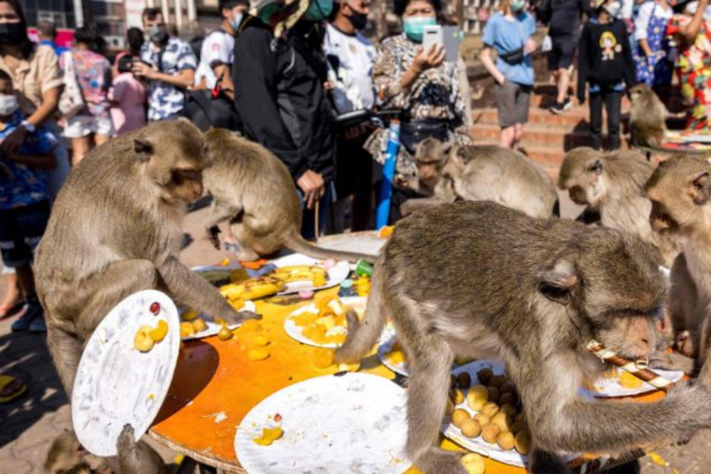 Monkey Buffet Festival Thailand