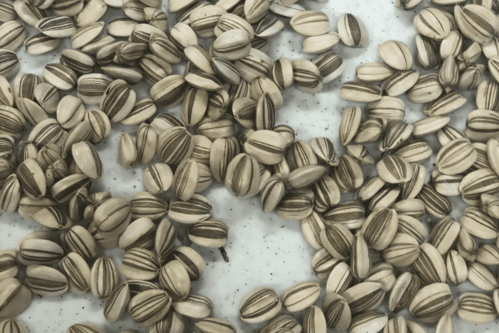 The 12 Foods For Incredibly Strong and Healthy Nails 6 Sunflower Seeds