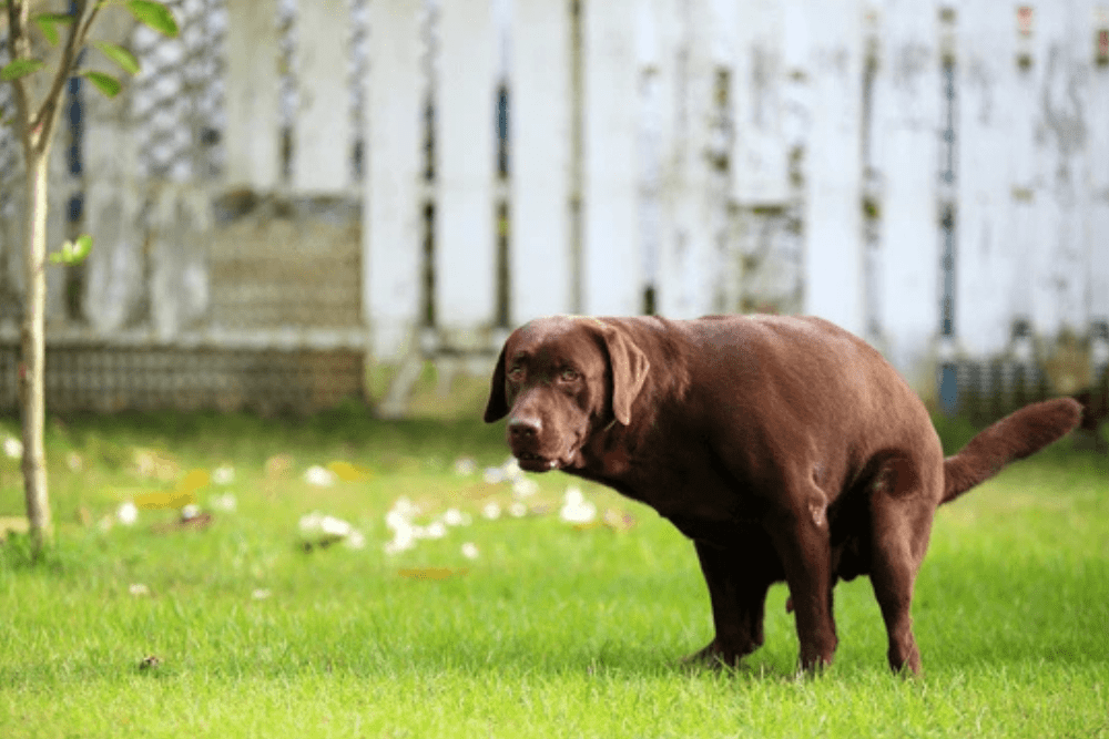 The Dog Poo Dilemma France