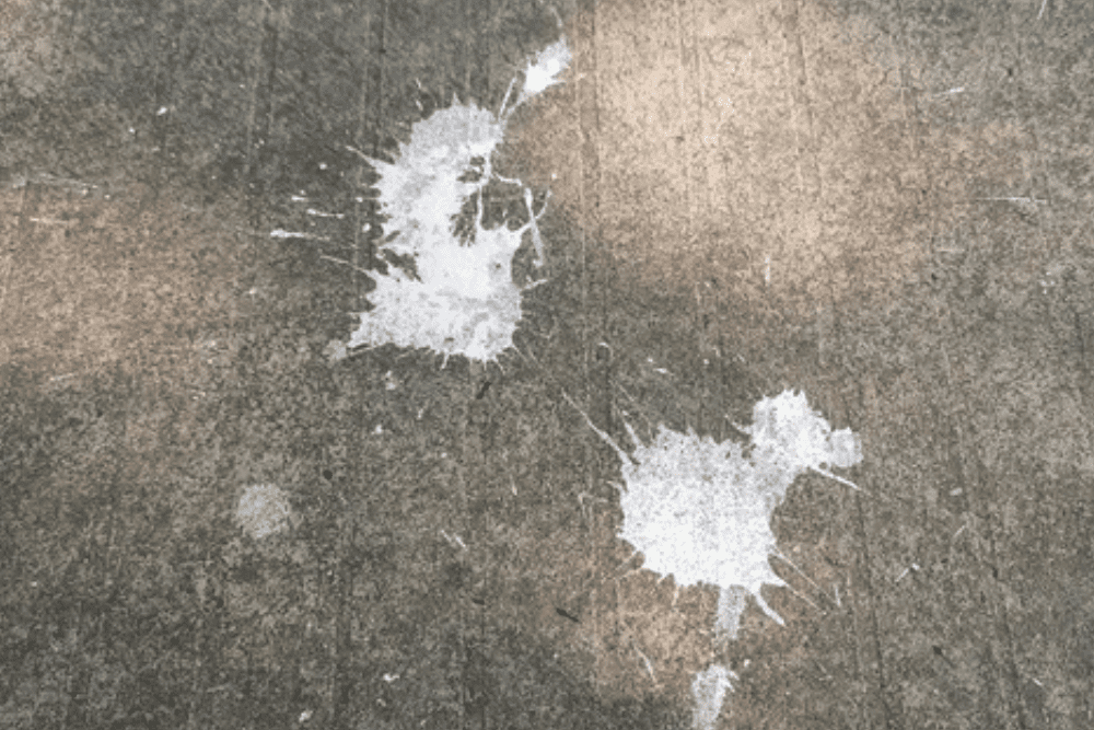 The Wealth-Bringing Bird Droppings (Russia)