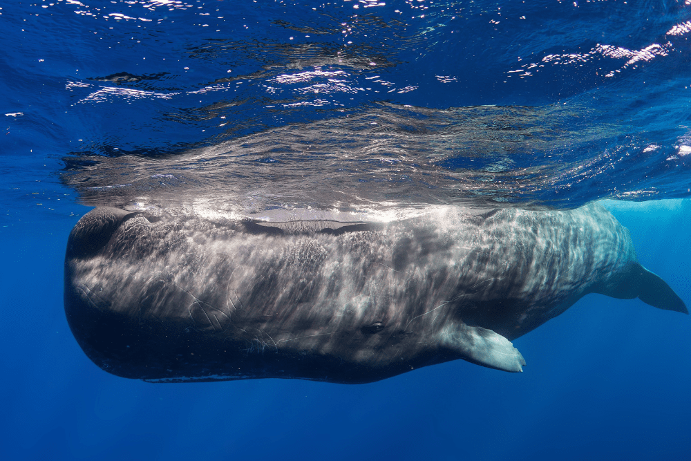 Fiji A Whales Tooth for a Hand in Marriage