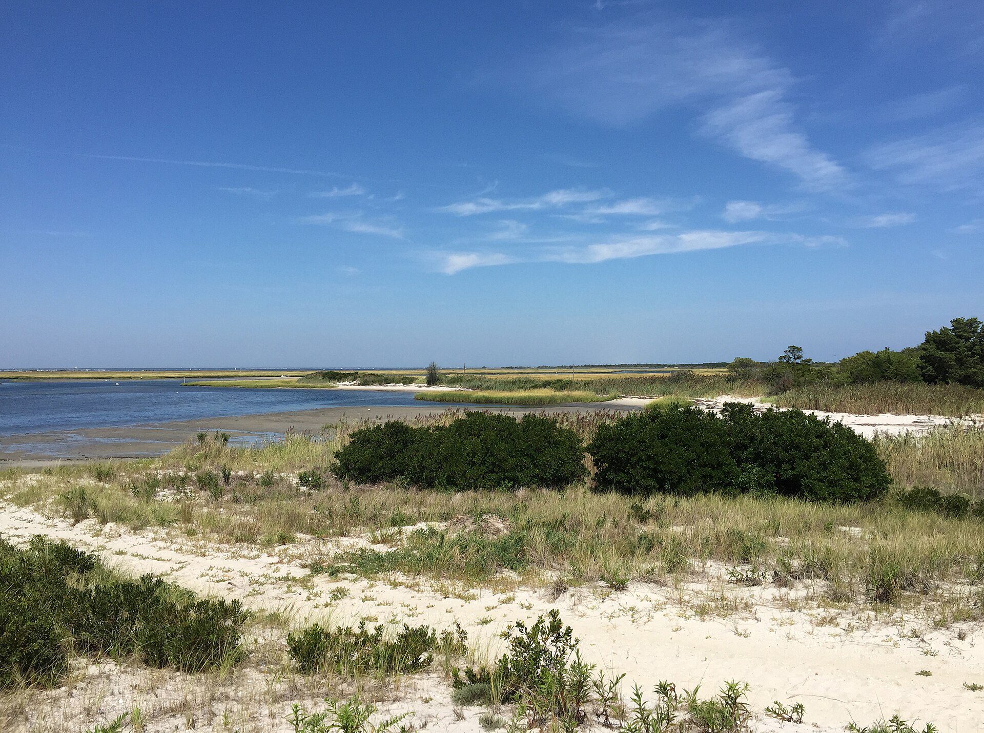 Salt marsh grasses and shallow water along Barnegat Bay in Ocean County.