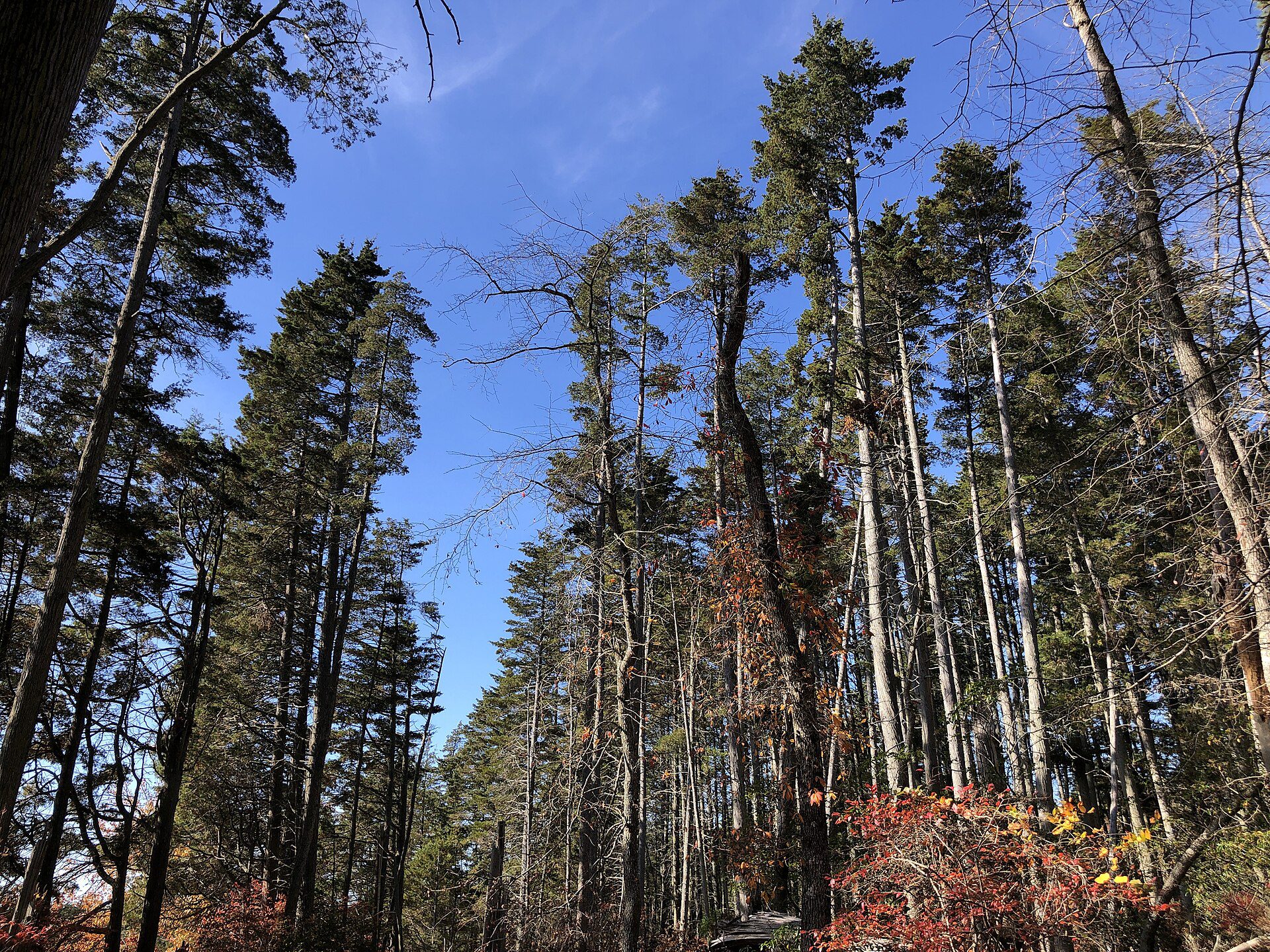 Atlantic white cedar swamp lining the Macri Trail in Wells Mills Park.