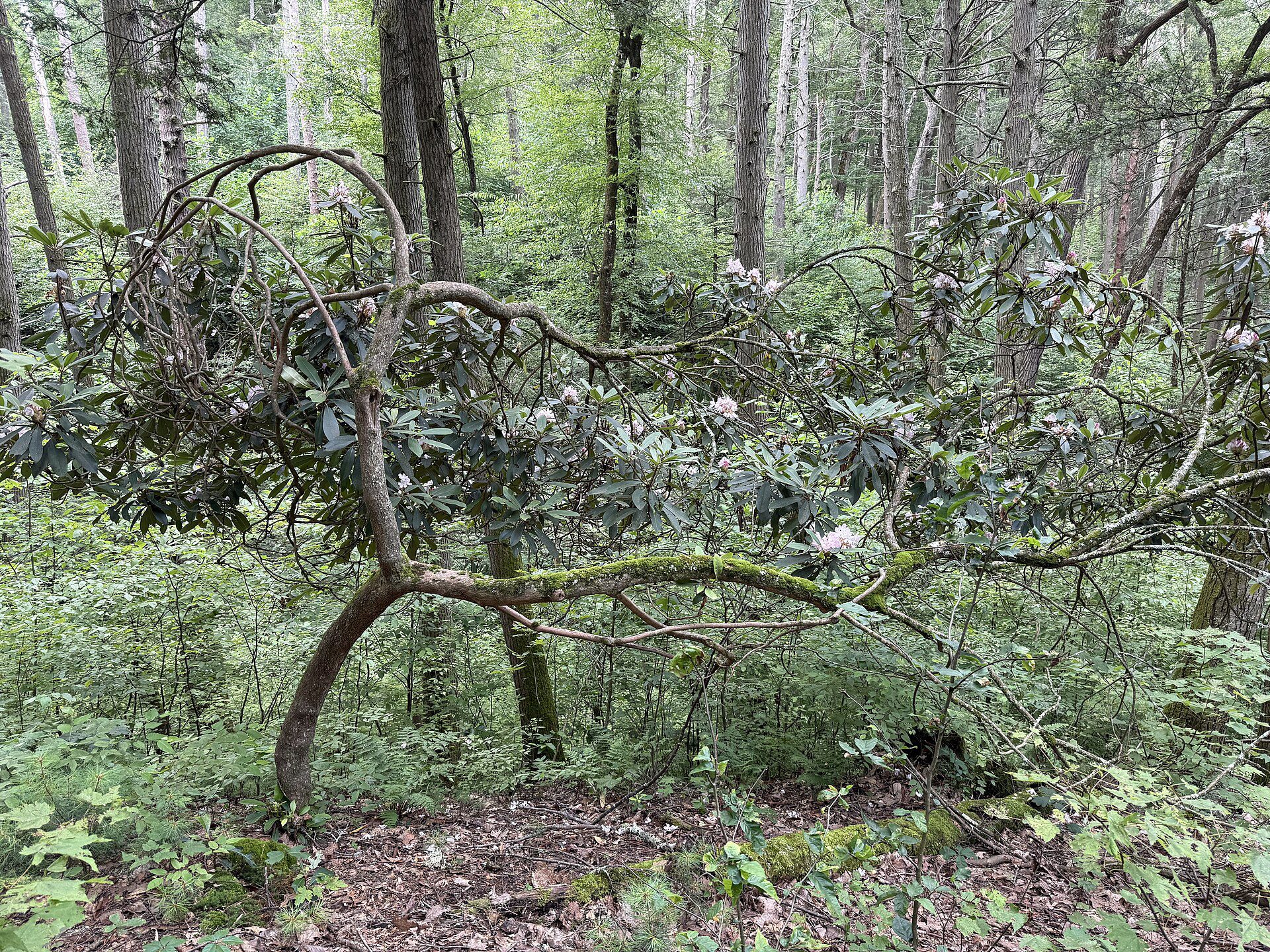 Dense rhododendron growth in Tillman Ravine Natural Area in Stokes State Forest.